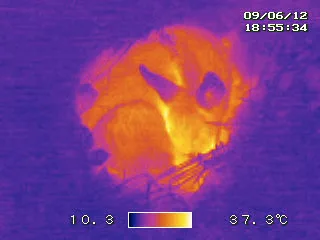 Symbolbilder Rehkitzrettung mit Drohne